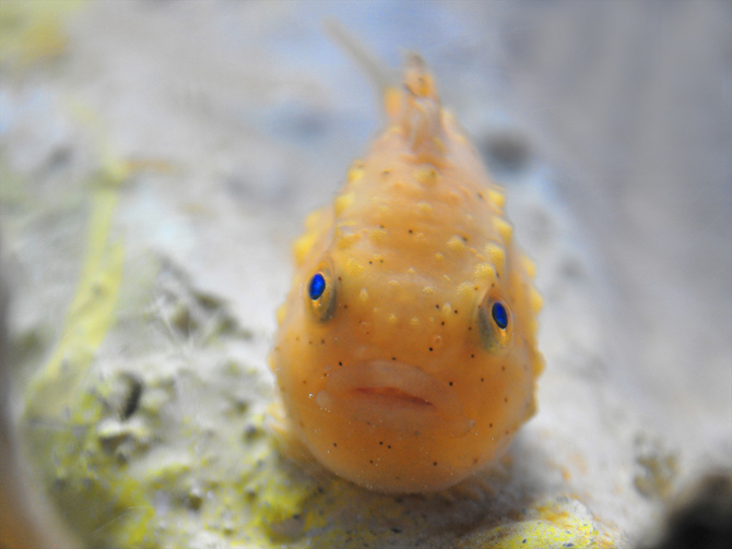 20210617_CyclopteridaeGuide02